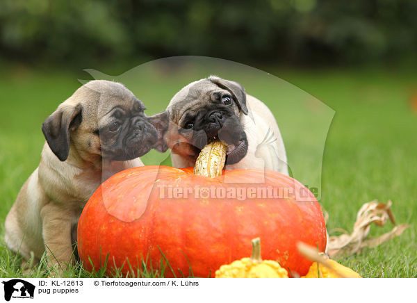 Mops Welpen / pug puppies / KL-12613