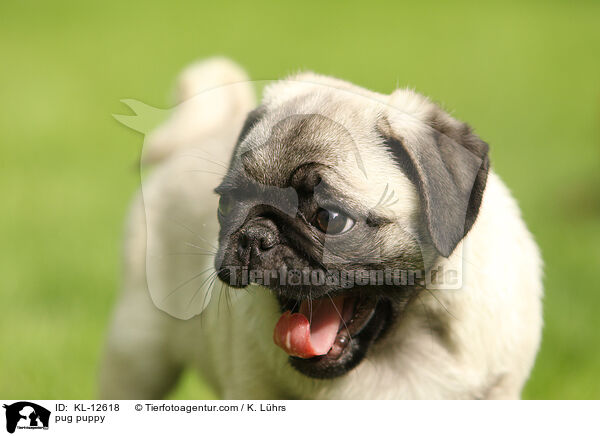 Mops Welpe / pug puppy / KL-12618