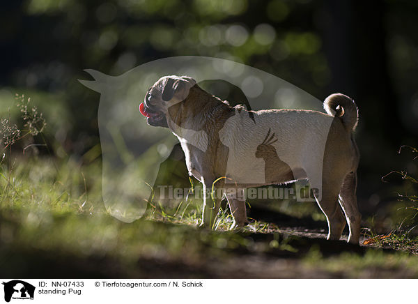 stehender Mops / standing Pug / NN-07433