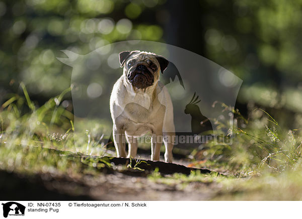 stehender Mops / standing Pug / NN-07435