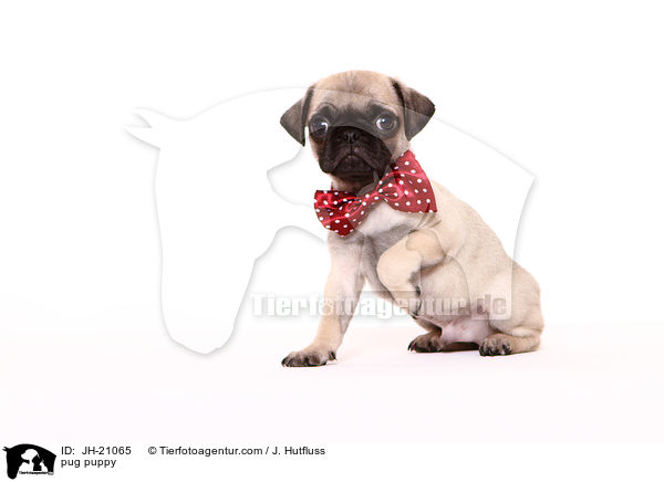 Mops Welpe / pug puppy / JH-21065