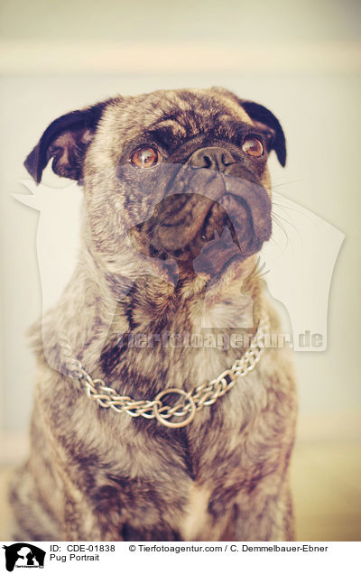 Mops Portrait / Pug Portrait / CDE-01838