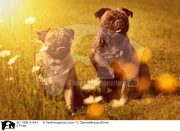 2 Mpse / 2 Pugs / CDE-01841