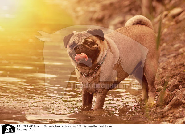 badender Mops / bathing Pug / CDE-01852