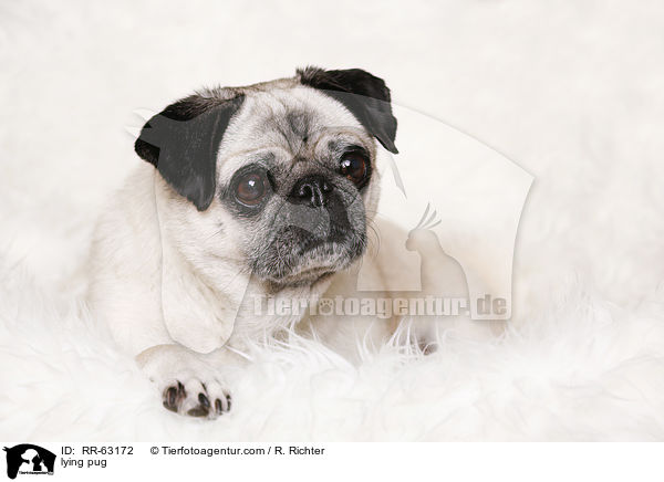 liegender Mops / lying pug / RR-63172