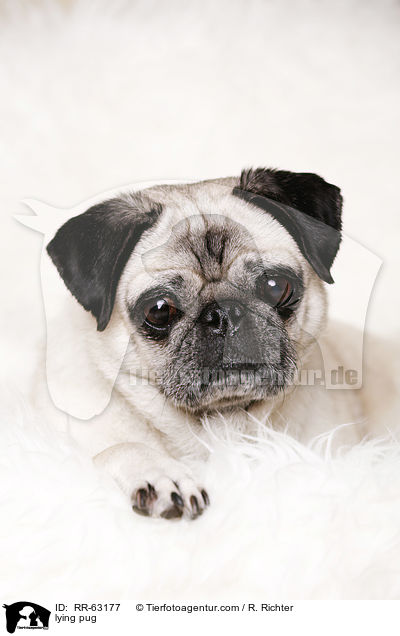 liegender Mops / lying pug / RR-63177