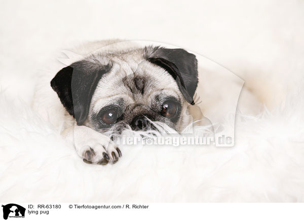 liegender Mops / lying pug / RR-63180