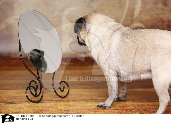 stehender Mops / standing pug / RR-63186