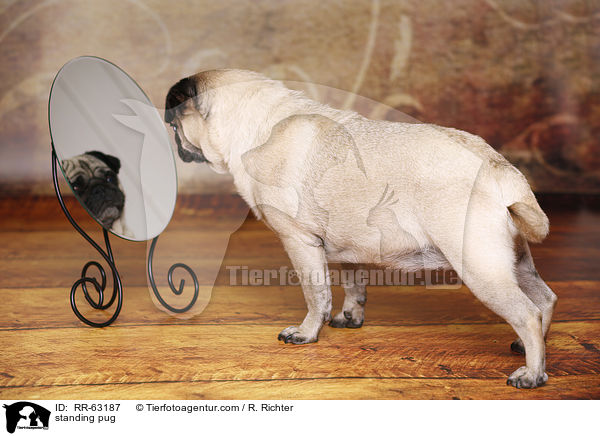 stehender Mops / standing pug / RR-63187