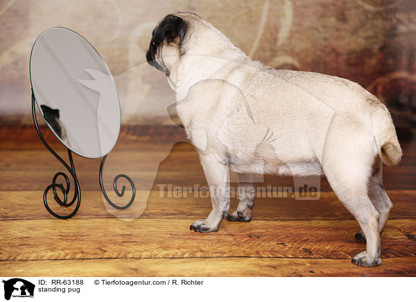 stehender Mops / standing pug / RR-63188