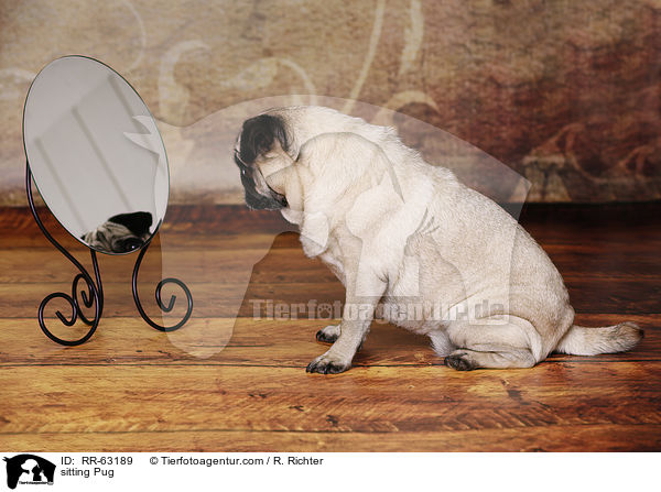 sitzender Mops / sitting Pug / RR-63189