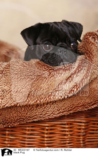 schwarzer Mops / black Pug / RR-63197