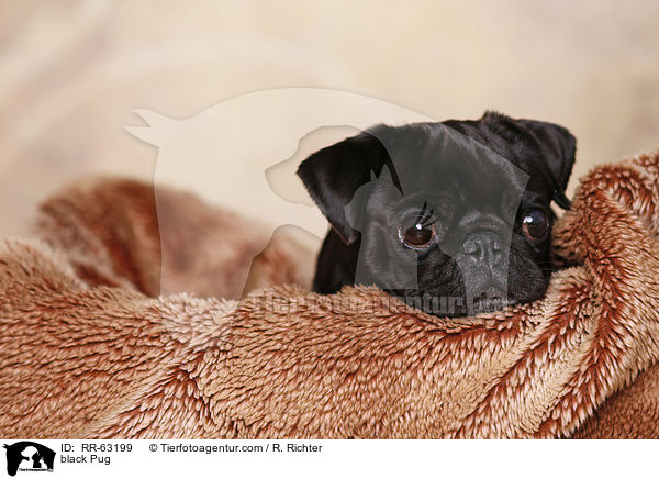 schwarzer Mops / black Pug / RR-63199