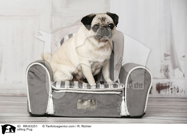 sitzender Mops / sitting Pug / RR-63251