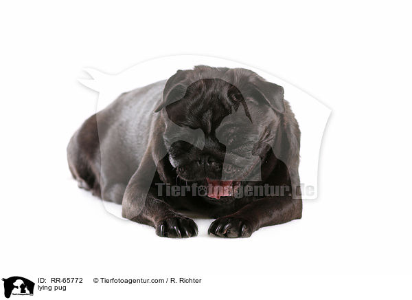 liegender Mops / lying pug / RR-65772