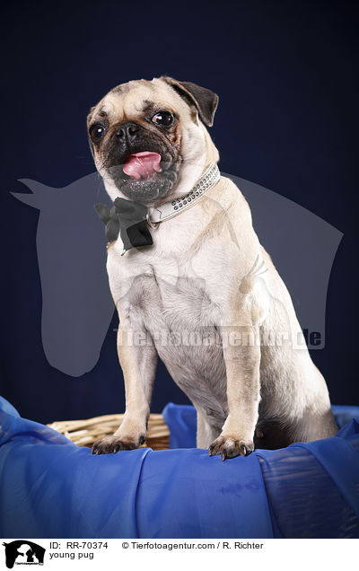 junger Mops / young pug / RR-70374