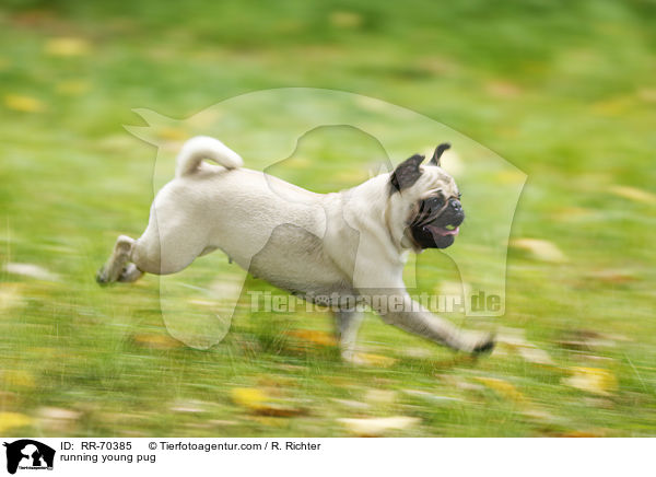 rennender junger Mops / running young pug / RR-70385