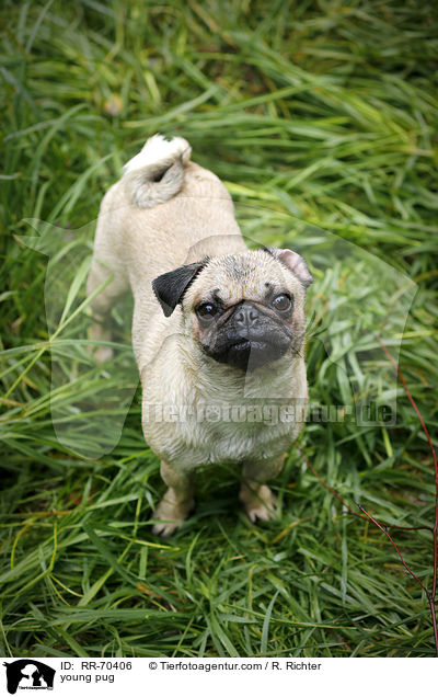 junger Mops / young pug / RR-70406