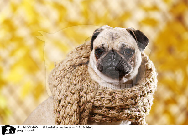 Mops Portrait / pug portrait / RR-70445