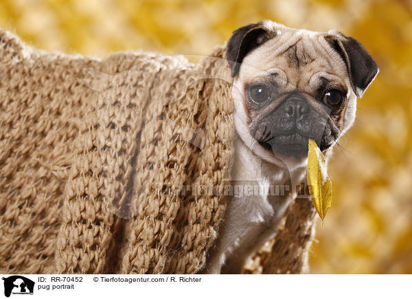 Mops Portrait / pug portrait / RR-70452