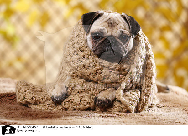 liegender junger Mops / lying young pug / RR-70457