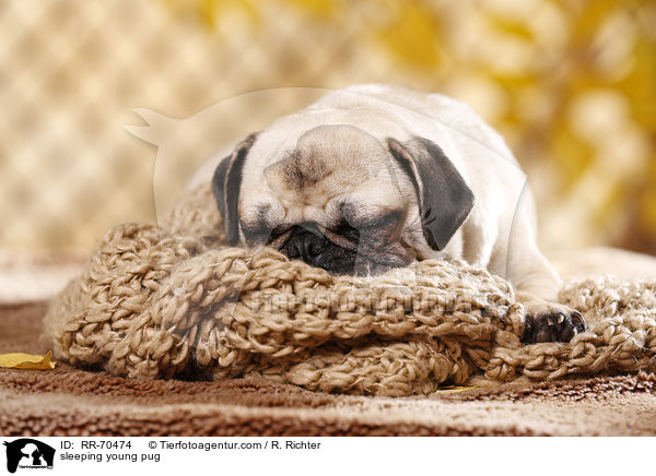 schlafender junger Mops / sleeping young pug / RR-70474