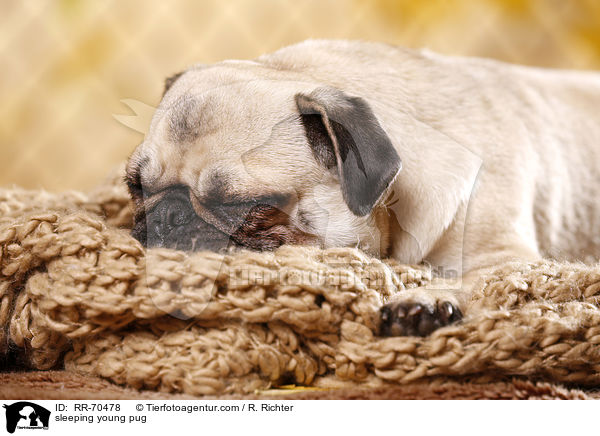 schlafender junger Mops / sleeping young pug / RR-70478