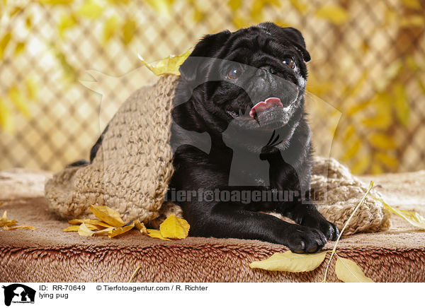 liegender Mops / lying pug / RR-70649