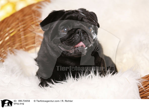 liegender Mops / lying pug / RR-70658