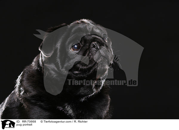 Mops Portrait / pug portrait / RR-70668