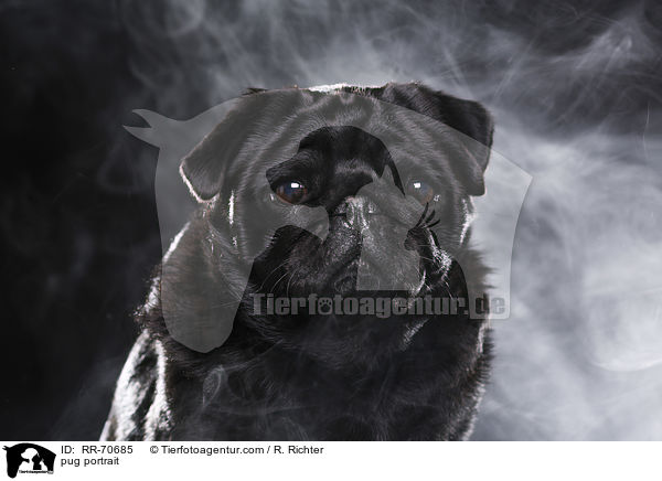 Mops Portrait / pug portrait / RR-70685