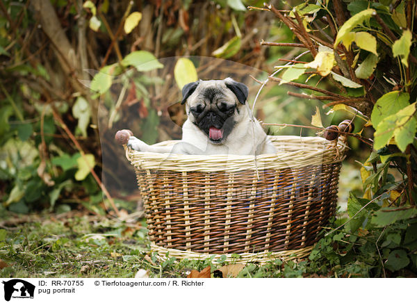 Mops Portrait / pug portrait / RR-70755