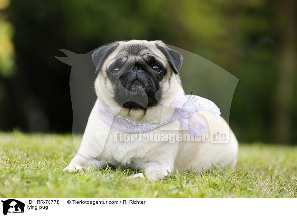 liegender Mops / lying pug / RR-70778