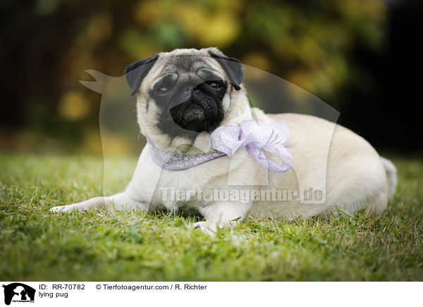 liegender Mops / lying pug / RR-70782