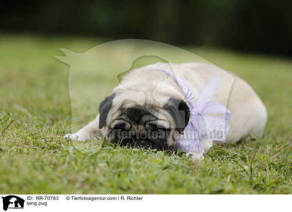 liegender Mops / lying pug / RR-70783