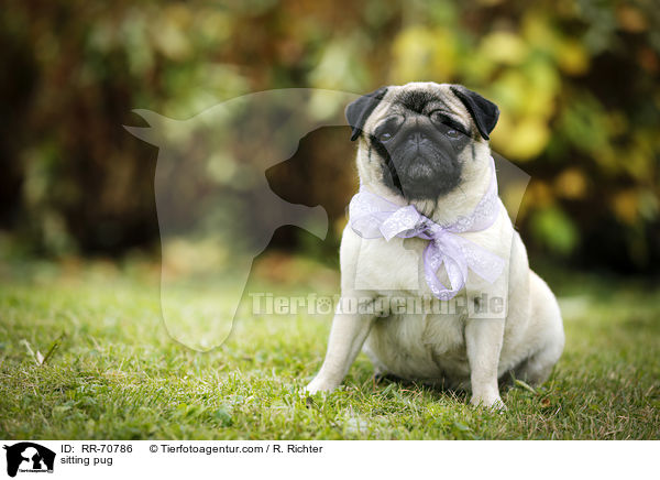 sitzender Mops / sitting pug / RR-70786