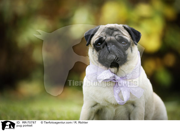 Mops Portrait / pug portrait / RR-70787