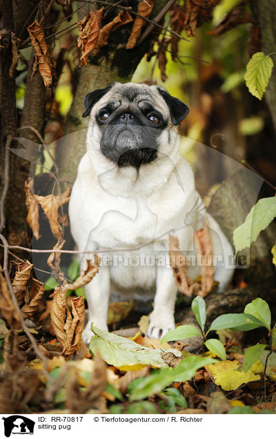 sitzender Mops / sitting pug / RR-70817