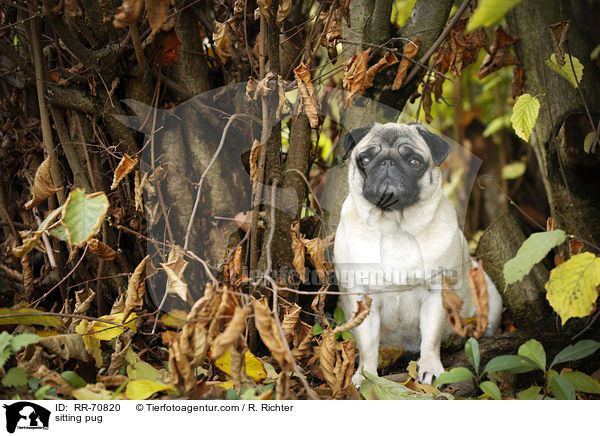 sitzender Mops / sitting pug / RR-70820