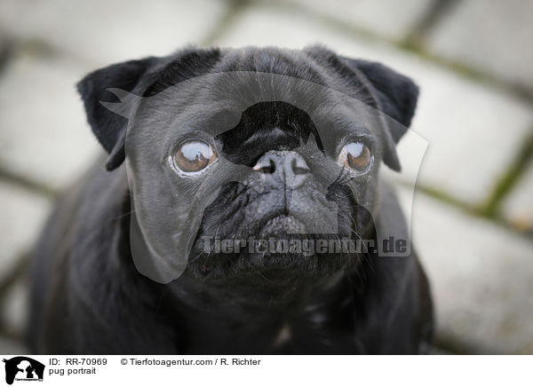 Mops Portrait / pug portrait / RR-70969