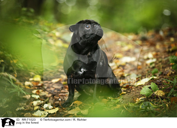 Mops im Wald / pug in the forest / RR-71023