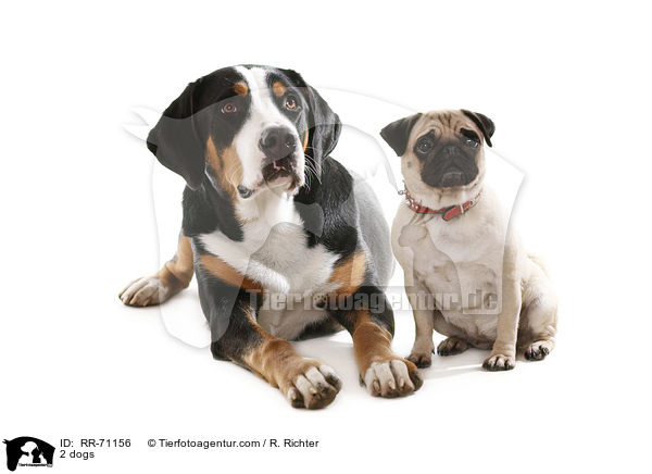 2 Hunde / 2 dogs / RR-71156