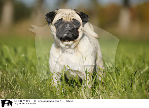 pug in the meadow / RR-71199