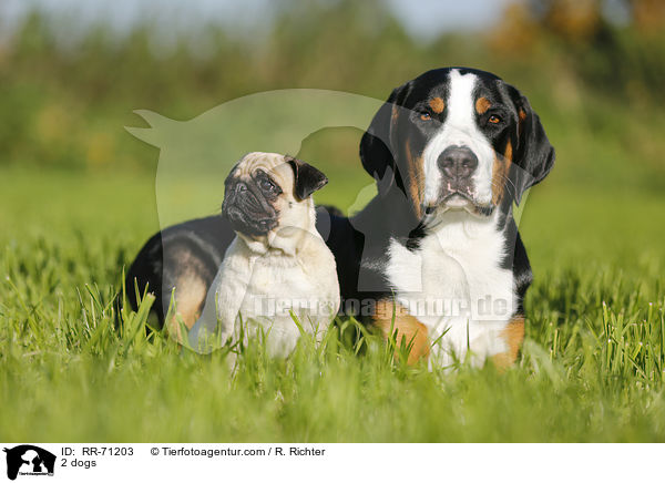 2 dogs / RR-71203