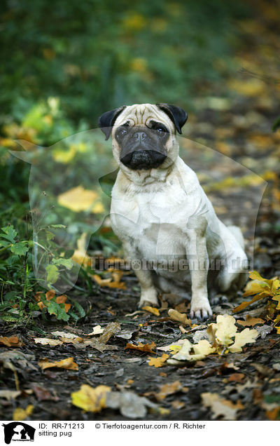 sitzender Mops / sitting pug / RR-71213