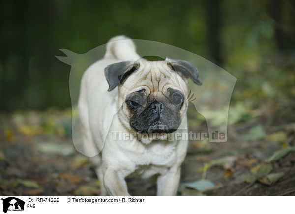 Mops / pug / RR-71222