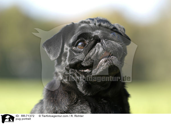 Mops Portrait / pug portrait / RR-71372