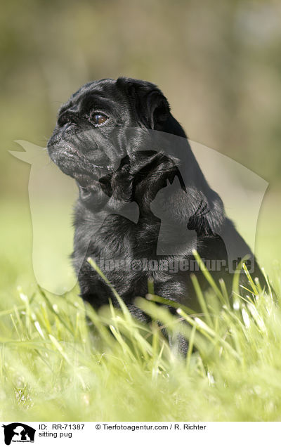 sitzender Mops / sitting pug / RR-71387