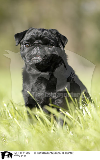 sitzender Mops / sitting pug / RR-71388