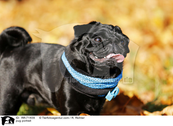 Mops Portrait / pug portrait / RR-71409